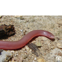 گونه مار کرمی شکل اوراسیا Eurasian Blind Snake